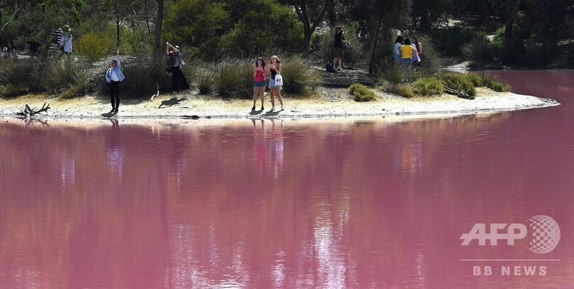湖が鮮やかなピンク色に…！ その原因は？ 豪・メルボルン郊外