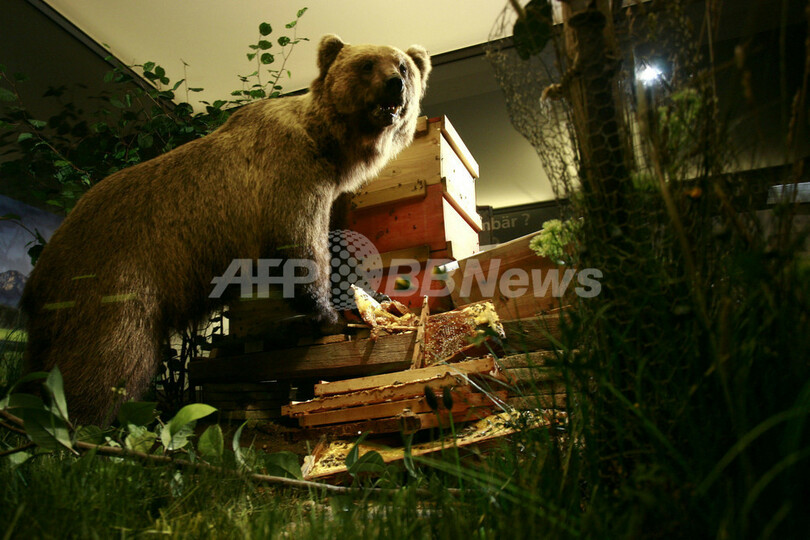 ドイツのお騒がせヒグマ「Bruno」、はく製が公開される