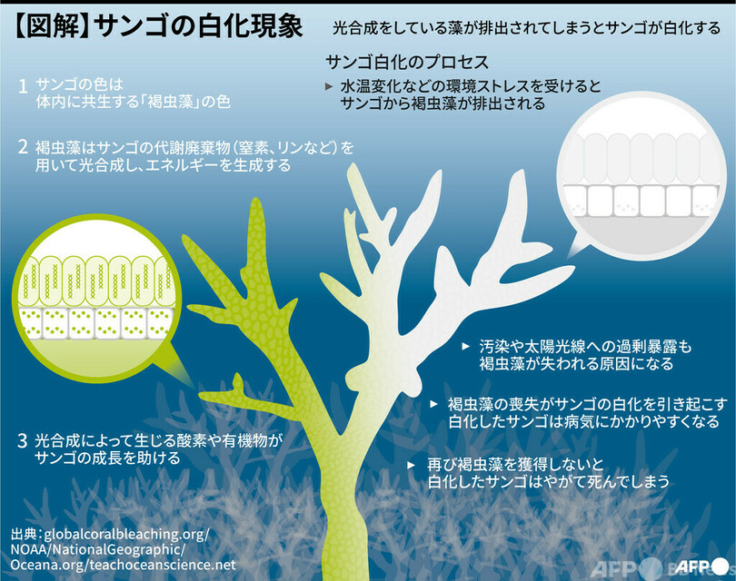 白化現象