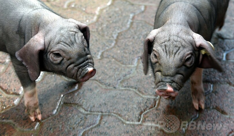 愛くるしい子ブタたち、ドイツの動物公園