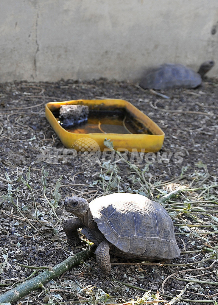 ガラパゴス諸島のゾウガメを絶滅から守れ！ エクアドル