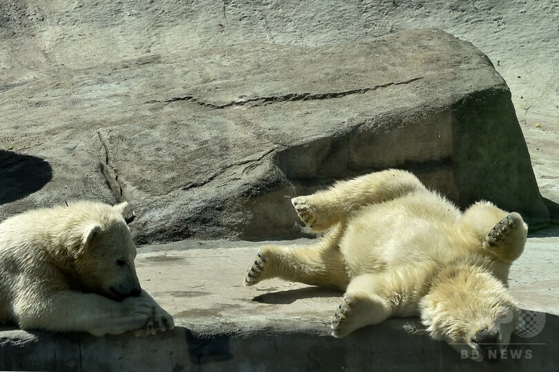 最高気温28度、日差しを楽しむ動物たち モスクワ