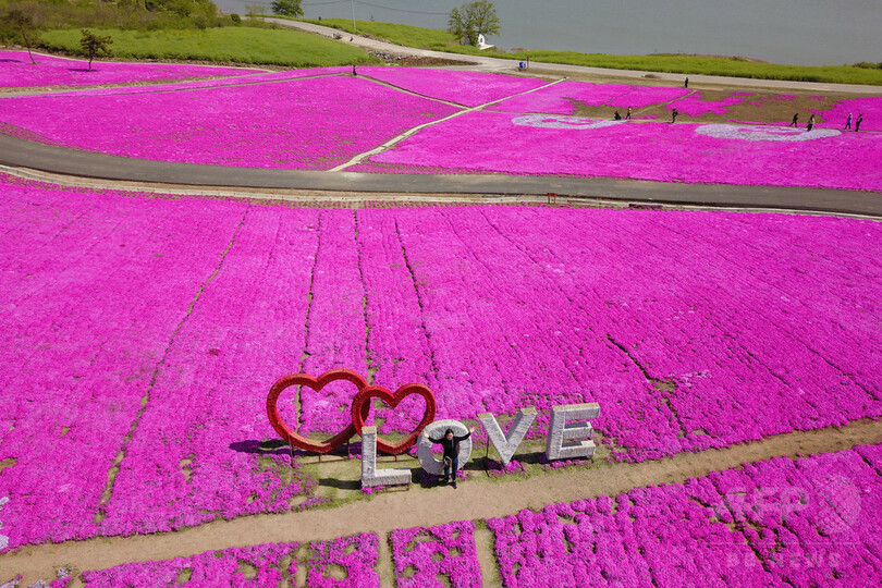 芝桜が満開、花のじゅうたんに 江蘇省