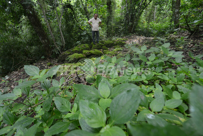 フィリピンの森林で1000年前の石棺を発見、中身はもぬけの殻