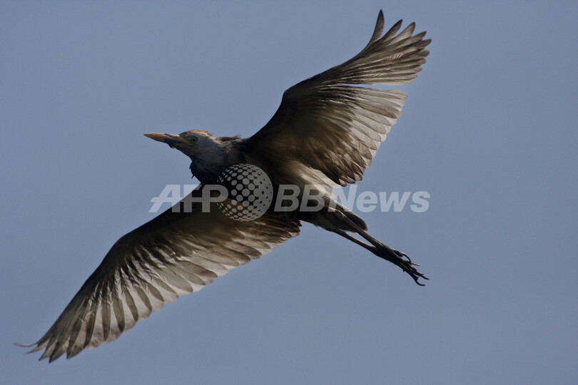 ペルーの自然保護区に生息する鳥たち