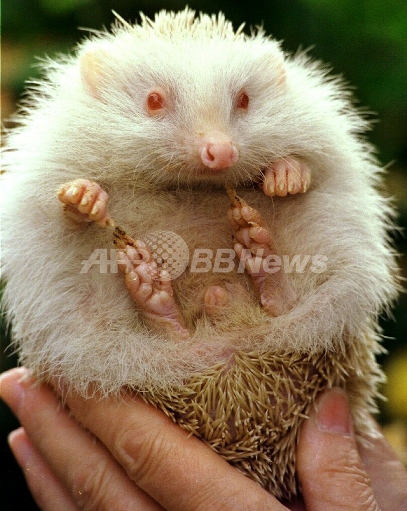 ハリネズミを投げつけ少年にけが ニュージーランド 写真1枚 国際ニュース Afpbb News