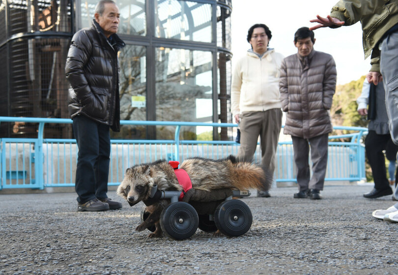 車いすに乗った保護タヌキ、動物園でガイドとして活躍！？　神奈川