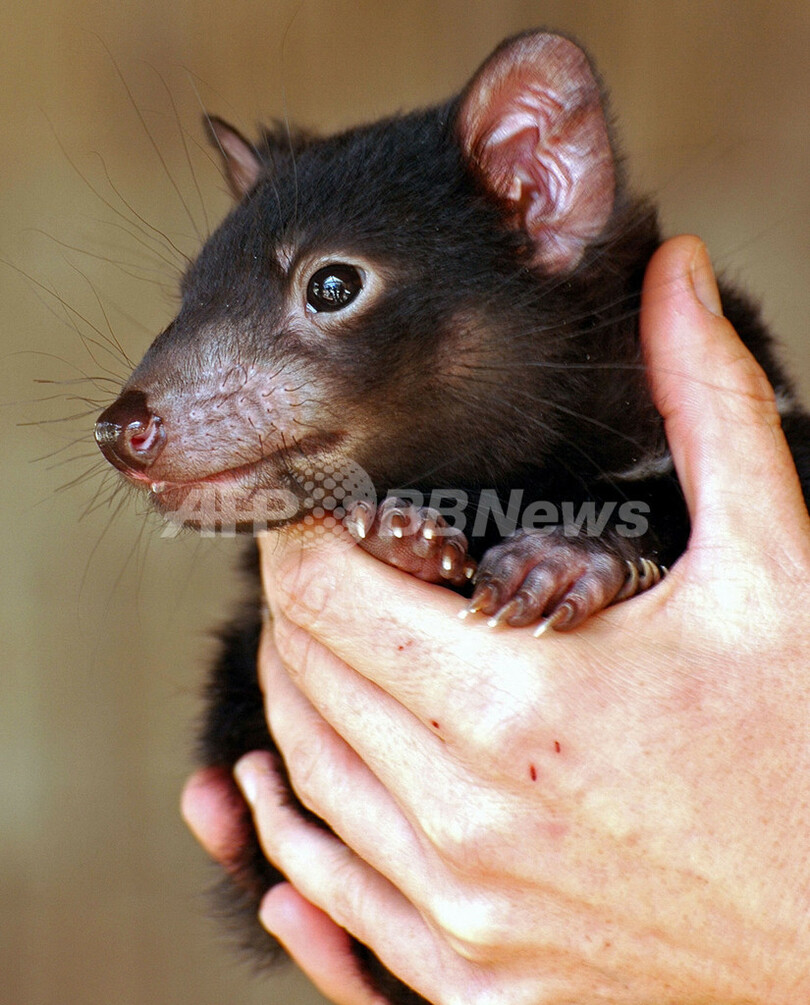 タスマニアデビル、伝染病で絶滅の危機 オーストラリア