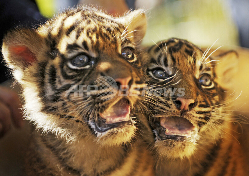 トラの赤ちゃん、初めての予防接種