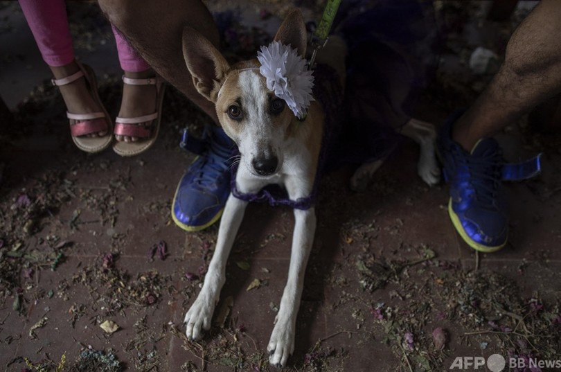 犬に祝福を おめかしして聖人のミサへ ニカラグア