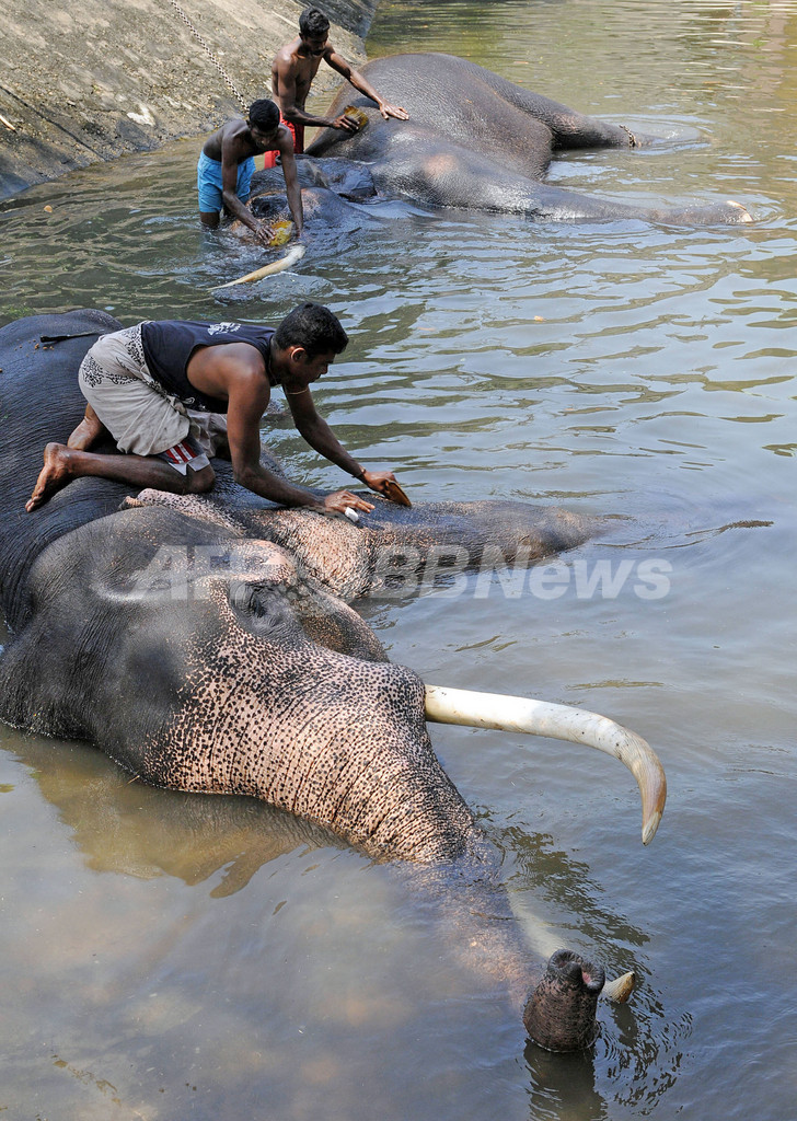 仏教祭典に参加のゾウ、長旅終えて一休み
