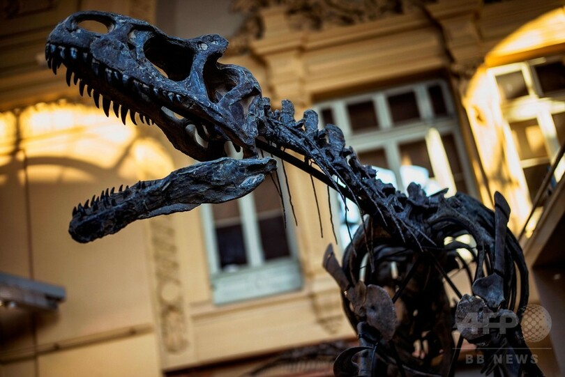 「アロサウルス」の骨格標本、1億3000万円で落札 仏競売