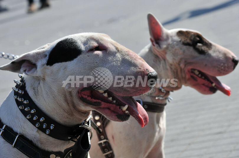 ネコとイヌもデモ行進、動物保護法改正案に抗議 トルコ