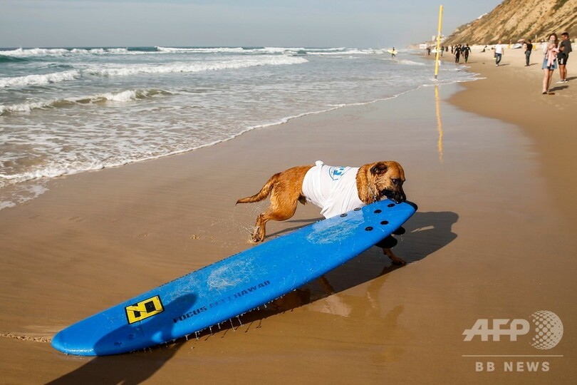 犬だって参加したい？ サーフィン大会会場でワンちゃんも練習 イスラエル