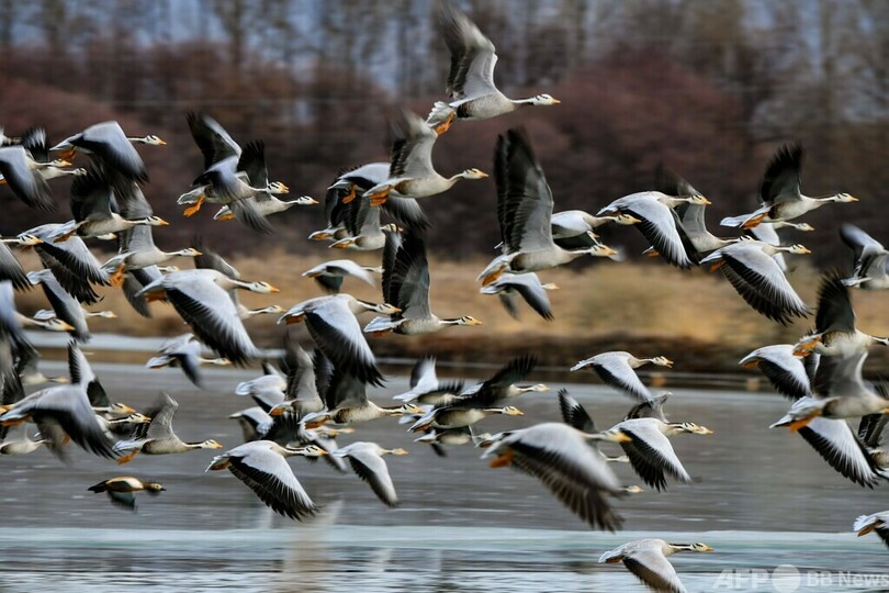 チベット・ラサの湿地が渡り鳥の楽園に