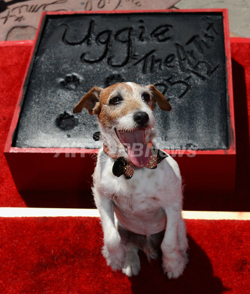 『アーティスト』の名犬アギー、チャイニーズ・シアターに「足型」刻む