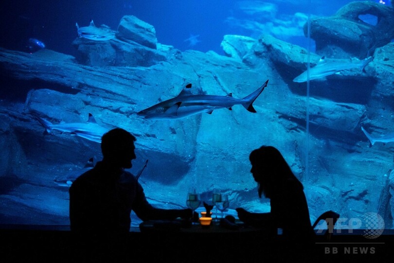 水槽に「民泊」！？サメに囲まれて一夜を 仏パリ