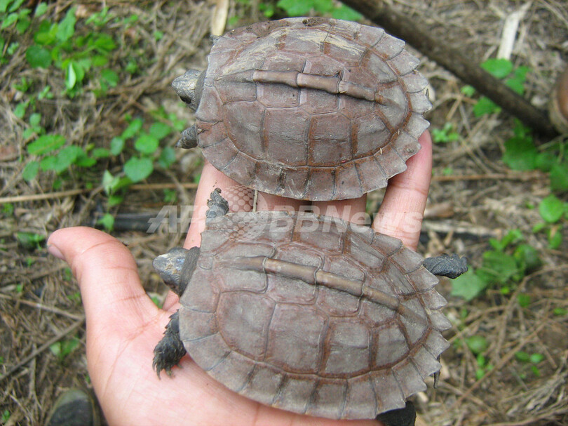 希少な「ヒラタヤマガメ」を発見、ミャンマー