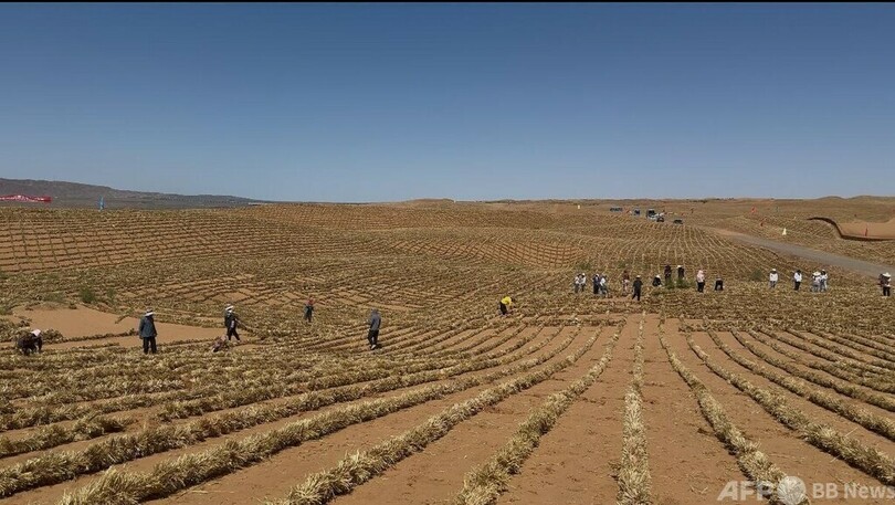 中国寧夏内のトングリ砂漠「鎖辺」プロジェクト完成