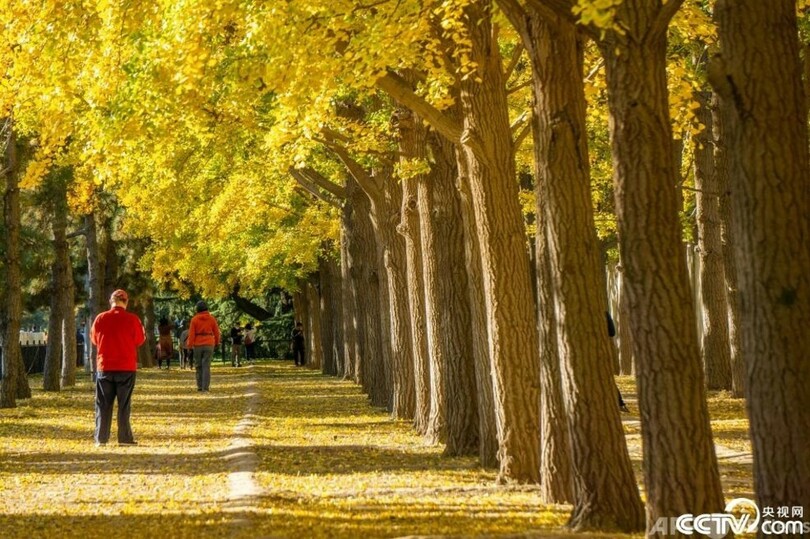 見頃迎えた北京のイチョウ並木