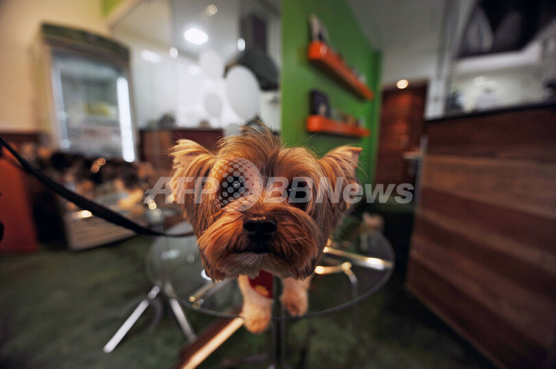 自然派ワンちゃんにペット専用レストラン、ブラジル