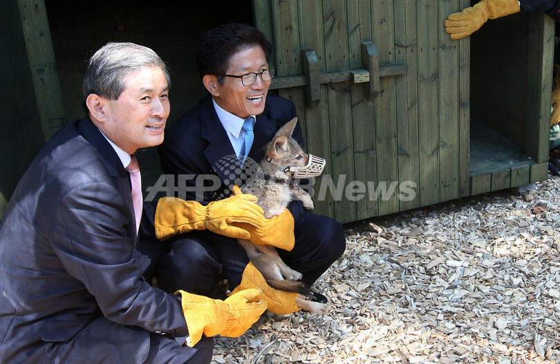 「地に堕ちた英雄」、論文ねつ造の黄氏がコヨーテのクローン作製に成功