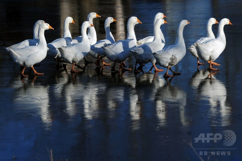 滑る滑る、氷張る湖上を歩くガチョウたち ベラルーシ