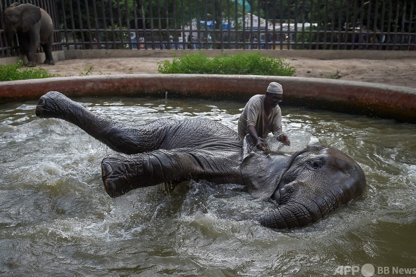 【今日の1枚】ゾウの水浴び、飼育員との信頼あってこそ