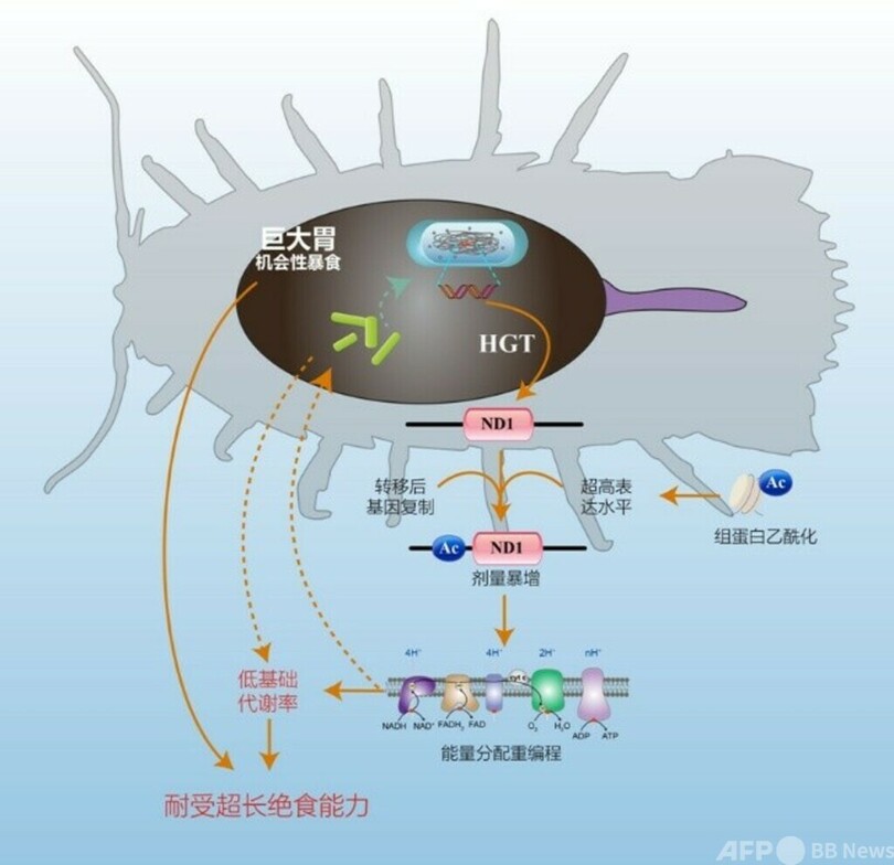 中国の研究者 オオグソクムシが飢えに耐える謎を解明