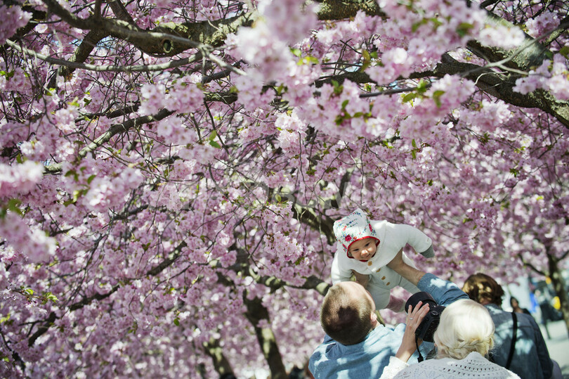 桜満開のクンストレゴーデン公園、スウェーデン
