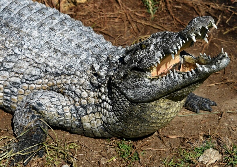 来園者の投石でワニが死んだ動物園、一時閉鎖へ チュニジア