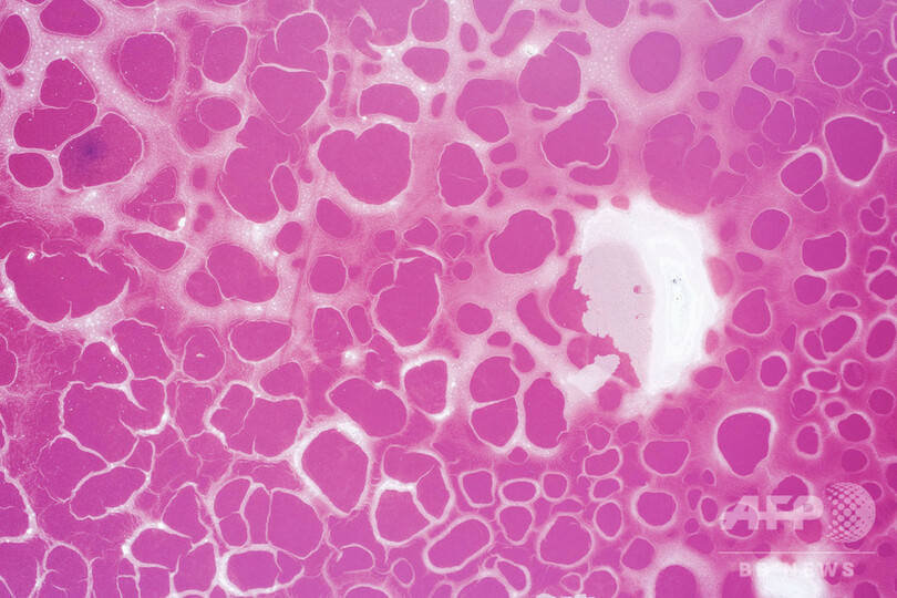 砂漠に輝く宝石のよう、ピンク色の湖 中国・内モンゴル