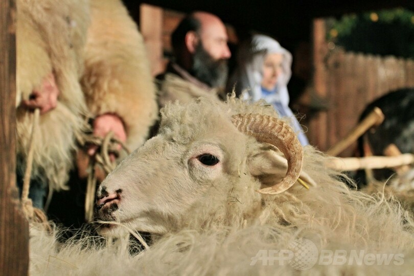 ヒツジやロバも熱演？リアルなキリスト降誕劇、チェコ