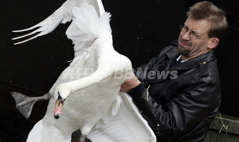 名物のハクチョウが「お引っ越し」