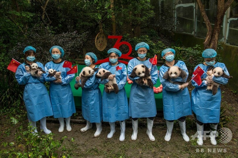 赤ちゃんパンダ、中国建国70周年イベントで「パンダ文字」に挑戦…？