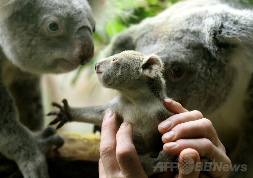 外は初めて？ミニチュアサイズの赤ちゃんコアラ、ドイツ