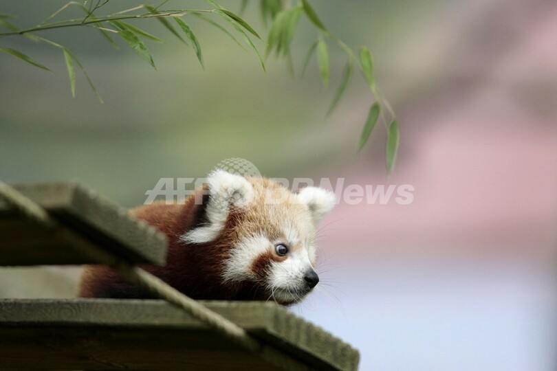 双子のレッサーパンダ、仏動物園に誕生