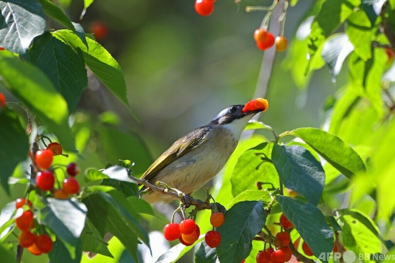 鳥類はなぜ酸味を感知できるか 進化の謎が解明  
