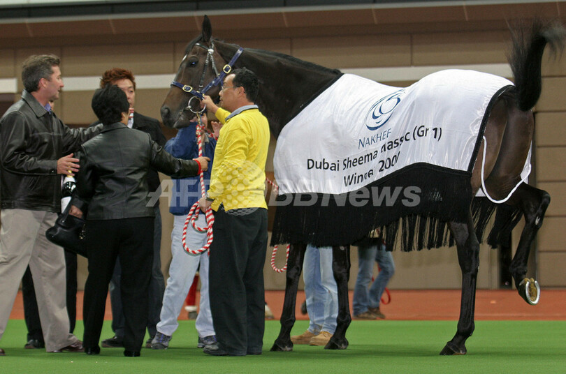 ＜競馬＞ドバイ・シーマクラシック優勝馬ヴェンジャンスオブレインのフォトセッションが行われる - 香港