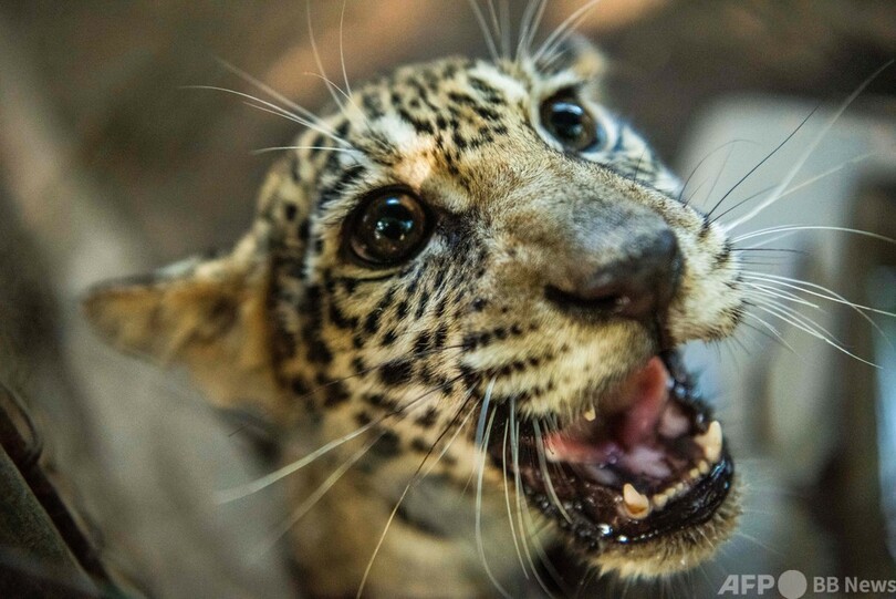 動物園園長、密猟者から赤ちゃんジャガー2匹救出 ニカラグア