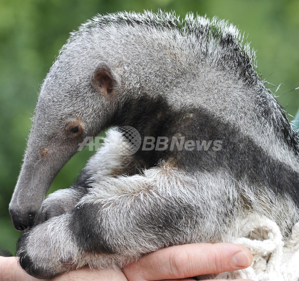 ベルリン動物園のアリクイの赤ちゃん アドルフォ 写真5枚 国際ニュース Afpbb News