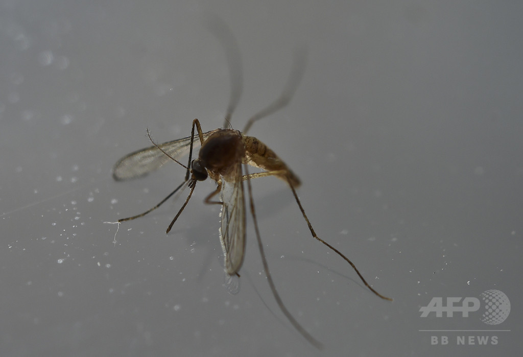 ジカ熱、ネッタイシマカがウイルス媒介 ブラジルで初確認 ジカ熱、ネッタイシマカがウイルス媒介 ブラジルで初確認
