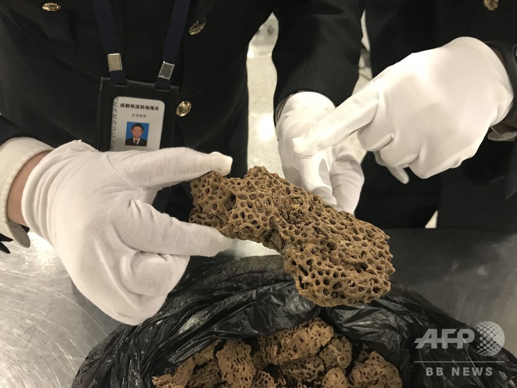 ペット用アリの密輸、税関で相次ぎ発覚 中国 ペット用アリの密輸、税関で相次ぎ発覚 中国