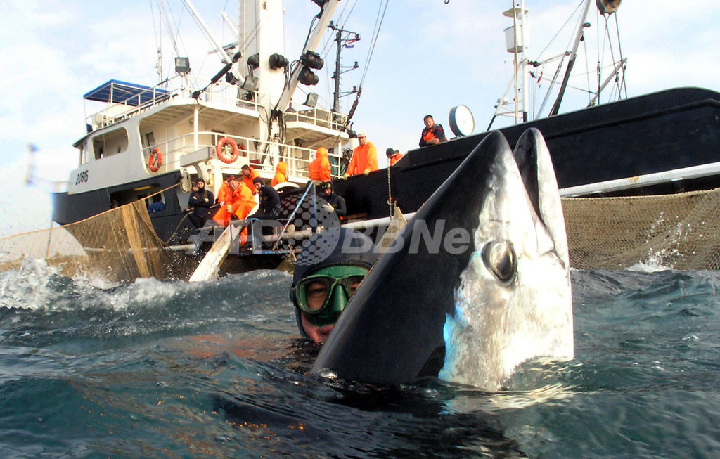 クロマグロの漁獲枠1500トン削減、環境団体は「不十分」と批判 クロマグロの漁獲枠1500トン削減、環境団体は「不十分」と批判
