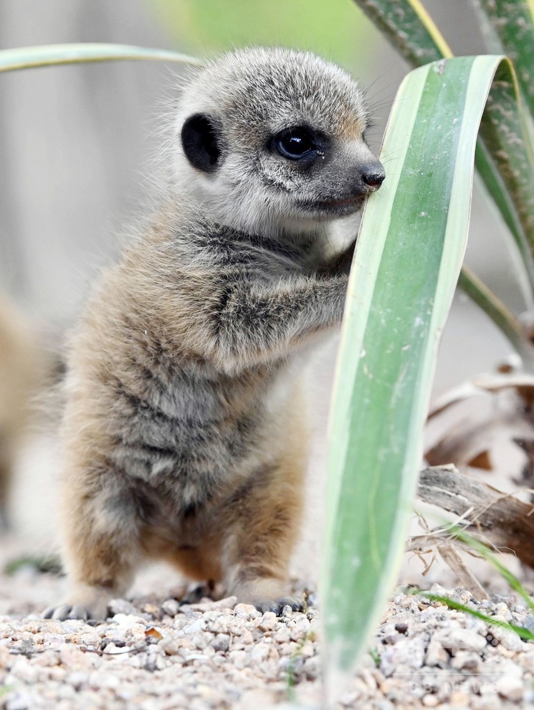 ひとりで立てるもん ミーアキャットの赤ちゃん 独動物園 写真8枚 国際ニュース Afpbb News