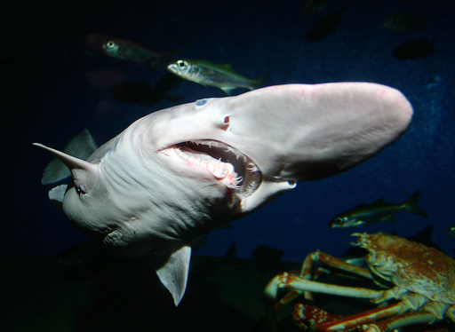 東京湾で捕獲の「生きた化石」サメ、展示後に死亡 - 東京 写真2枚 国際