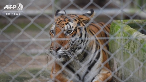 動画：「トラ寺院」で生き残ったトラ、移送先で獣医師らが必死に世話 タイ