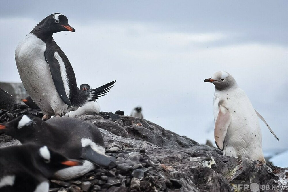 白いペンギン hqdefault.jpg