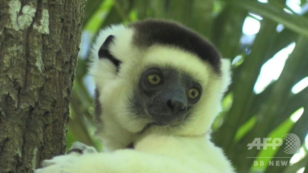 動画 マダガスカルのキツネザル ほぼ全種が 絶滅の危機 レッドリスト 写真1枚 国際ニュース Afpbb News