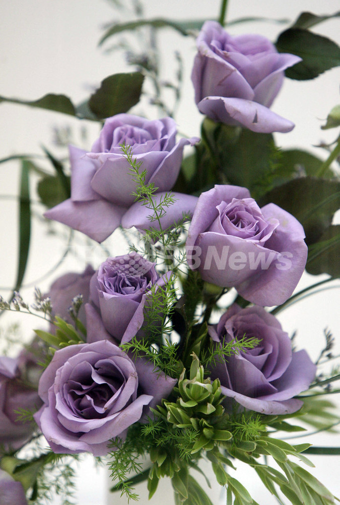 サントリー開発の「青いバラ」、2009年発売へ 写真3枚 国際ニュース:AFPBB News